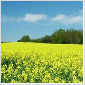 Маркетинговое исследование рынка биотоплива: биоэтанол и биодизель