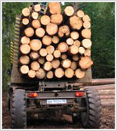 Бизнес-план "Организация лесозаготовительного производства со стадией первичной распиловки"
