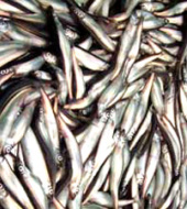 Анализ внешнеэкономической торговли рыбной мукой Казахстана и Узбекистана