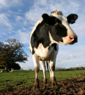 Маркетинговое исследование рынка молочного животноводства (рынок молока-сырья)
