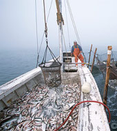 Обзор импорта рыбной муки в 2010 году в РФ