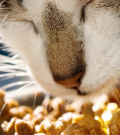 Маркетинговое исследование рынка кормов для домашних животных (вер.6) — готовые корма для собак и кошек