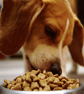 Маркетинговое исследование рынка кормов для домашних животных (вер.7) — готовые корма для собак и кошек