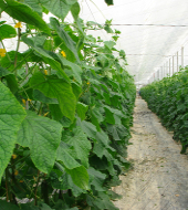 Бизнес-план тепличного хозяйства по выращиванию овощей