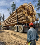 Бизнес-план лесозаготовительного предприятия