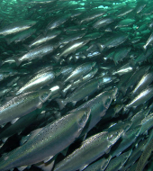 Маркетинговое исследование рынка атлантического лосося и радужной форели