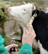 Анализ рынка вакцин для сельскохозяйственных животных