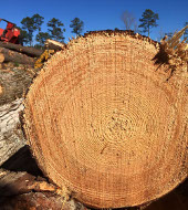 Бизнес-план проекта технического перевооружения и развития производственных мощностей лесозаготовительного предприятия