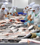 Обзор российской отрасли рыболовства и производства рыбной продукции