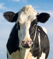 Исследование рынка кормовых добавок для сельскохозяйственных животных