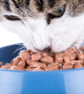 Анализ рынка готовых кормов для домашних животных (собак и кошек) (вер.10)