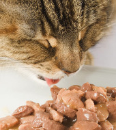 Анализ рынка кормов для домашних животных (вер.11) — готовые корма для собак и кошек
