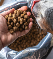 Анализ российского рынка готовых промышленных кормов для собак и кошек