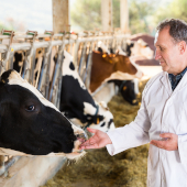 Анализ российского рынка кормовых витаминов