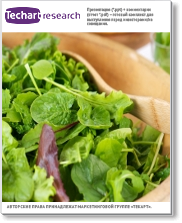 Маркетинговое исследования рынка свежих салатов